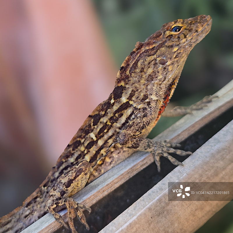 棕色安诺尔蜥蜴紧 cling 在佛罗里达州后院的围栏上，佛罗里达州，美国图片素材