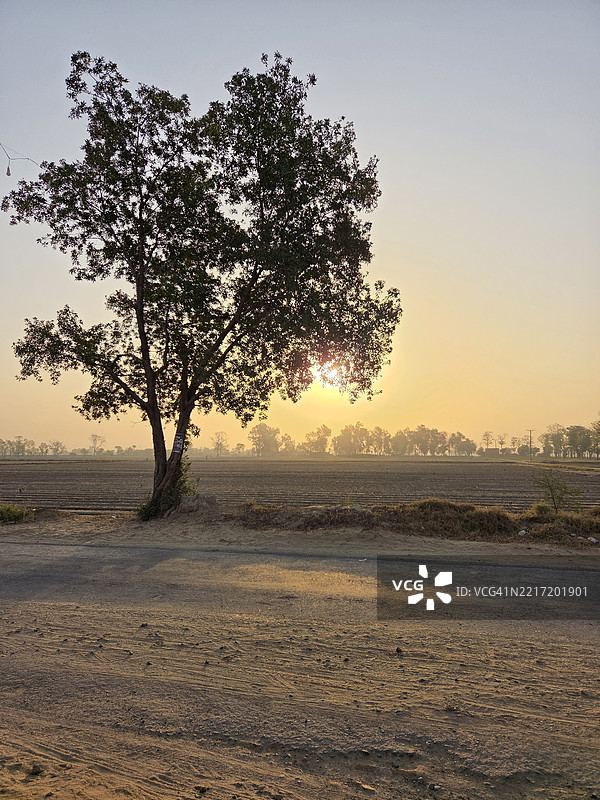 黎明时分，巴哈瓦尔纳加尔，旁遮普，巴基斯坦的天空下田野上的树木图片素材