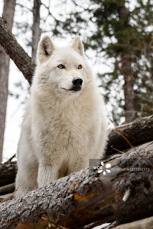 阿拉斯加灰狼特写，侧身望向远方，科罗拉多州利弗莫尔，美国图片素材