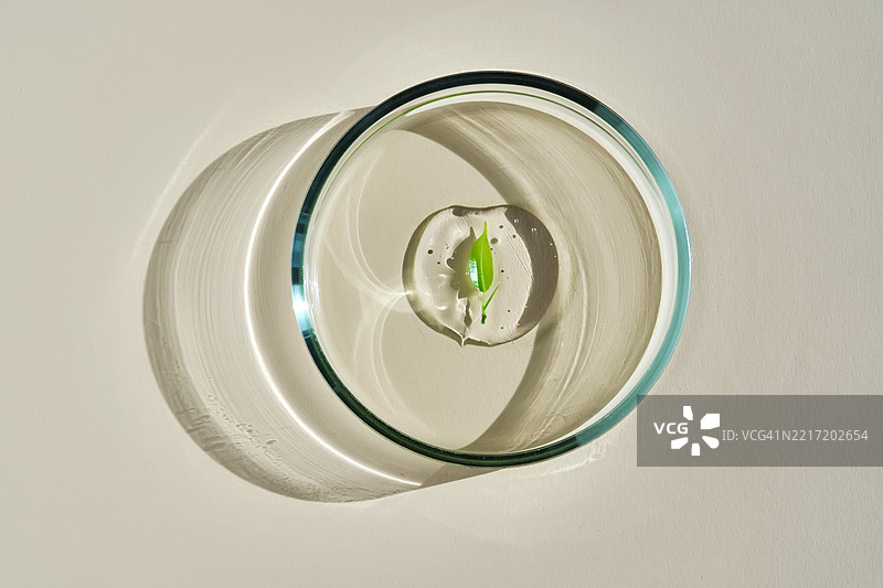 一个带有叶子的美味血清滴在培养皿中图片素材