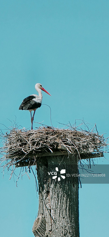 低角度视图的鹳栖息在巢上，背景是蓝天，俄罗斯图片素材