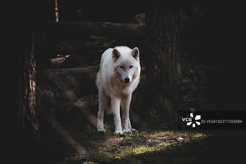 森林中站立的狐狸肖像图片素材