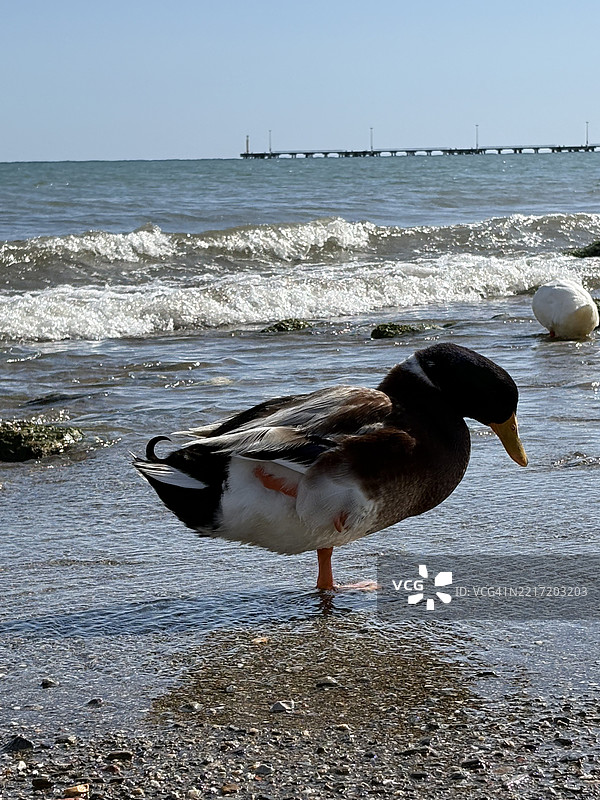 清澈天空下的海景图片素材