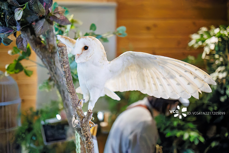 barn owl, Tyto alba 鸟。图片素材