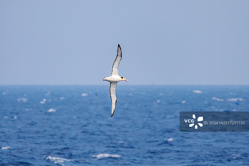 一只巨大的短尾信天翁（Phoebastria albatrus）在海岸外飞翔。翼展超过2米。图片素材