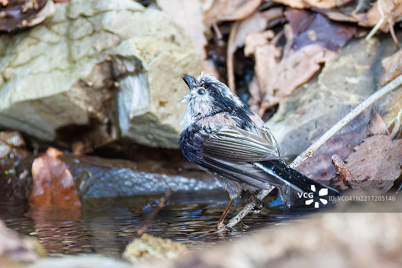 一群可爱的长尾山雀（Aegithalos caudatus）在春天的水中洗澡。图片素材