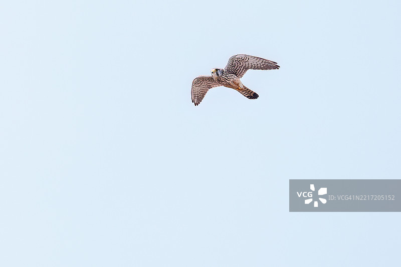 美丽的普通雀鹰（Falco tinnunculus：隼科）在空中悬停捕猎。他抓住了一只日本草田鼠，亚历山大田鼠（Alexandromys montebelli）。图片素材
