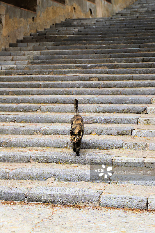 高角度视图的猫在台阶上图片素材