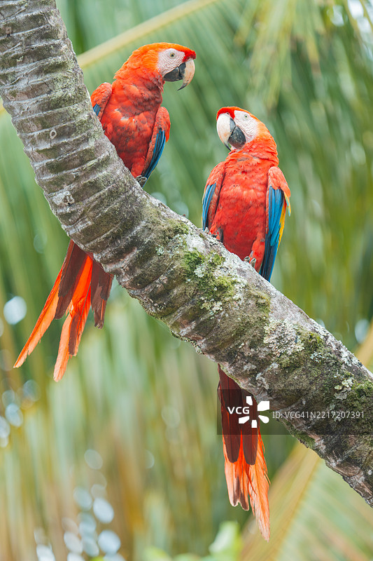 红鹦鹉栖息在树枝上的特写，赫雷迪亚，哥斯达黎加图片素材