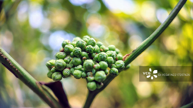 树上生长的水果特写图片素材