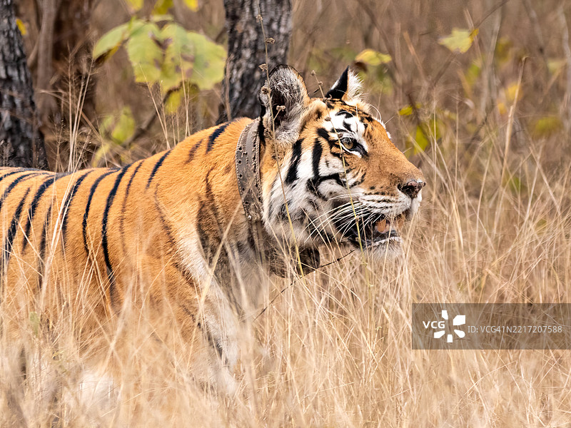 老虎的侧面视图图片素材