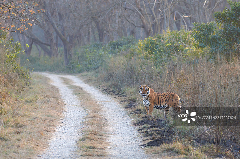 侧面视角的老虎在田野上行走图片素材