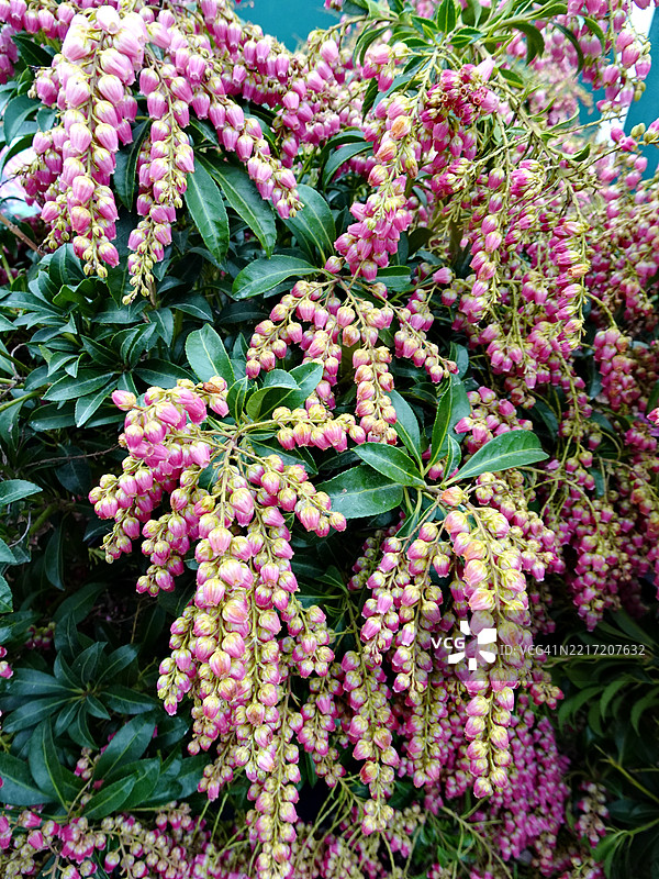 粉色开花植物的特写图片素材