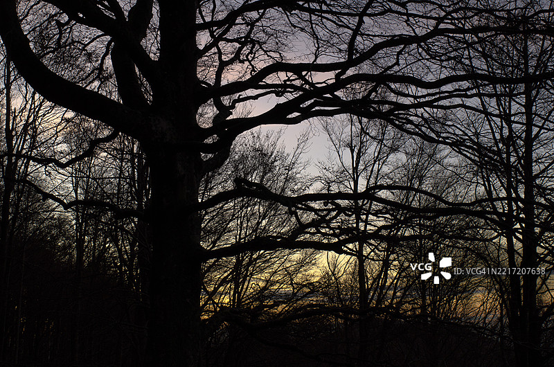日落时分，树木的剪影映衬在天空中图片素材