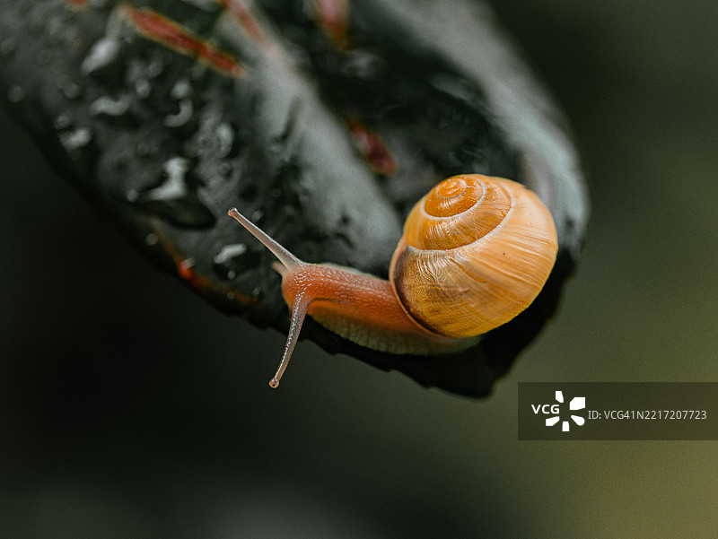 蜗牛特写镜头图片素材