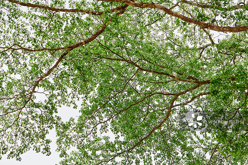 低角度视图的树枝和绿叶映衬着晴朗的天空图片素材