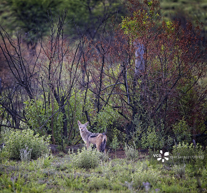 狗侧面站在田野上图片素材