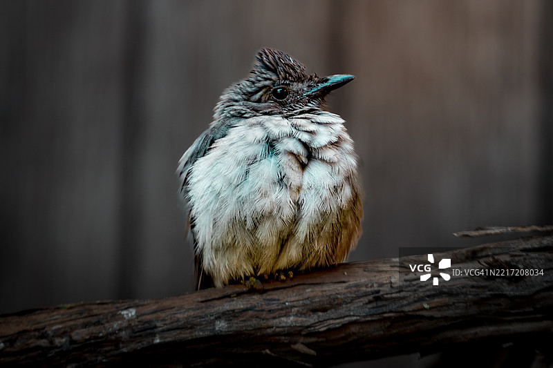 歌冠山雀栖息在木头上的特写，圣地亚哥，加利福尼亚州，美国图片素材