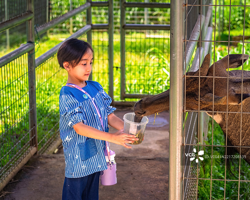 马来西亚布城 - 2024年9月19日 一个小女孩正在迷你农场动物园的笼子里喂动物图片素材