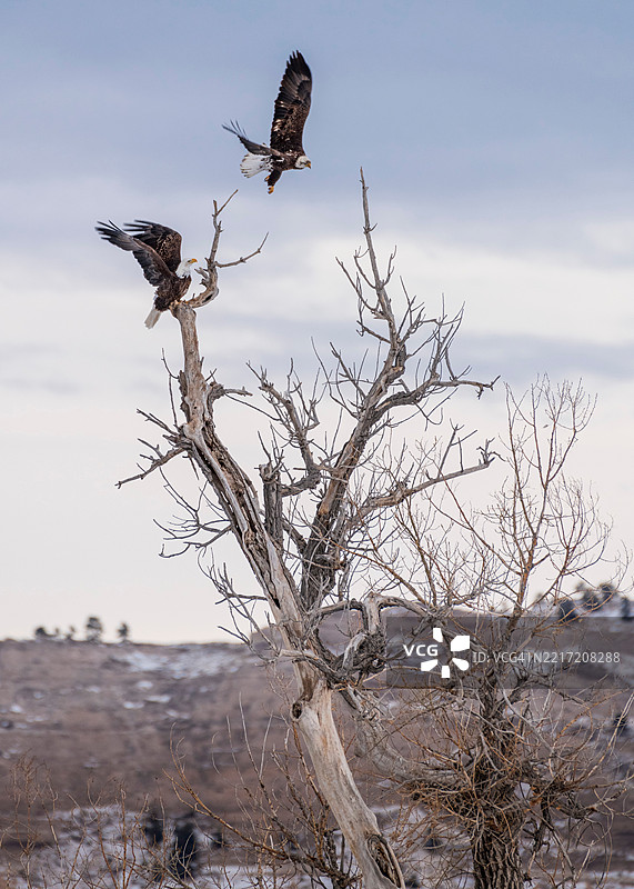 低角度视图的鸟儿栖息在树上，背景是天空，怀俄明州托林顿，美国图片素材