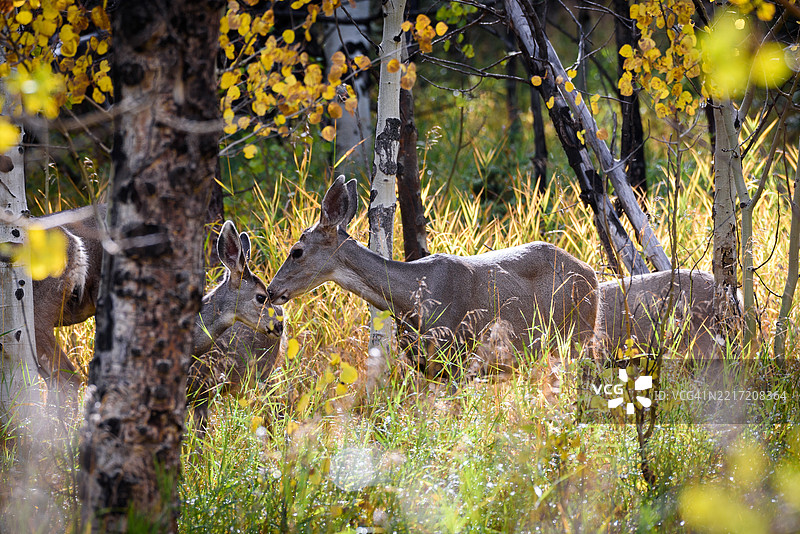 科罗拉多州，美国，白色骡子的侧面图，站在森林中。图片素材