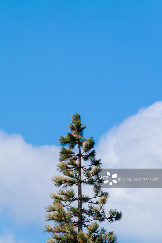 孤独的松树在晴朗的蓝天下，极简主义风格图片素材
