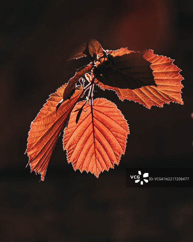 叶子上的昆虫特写图片素材