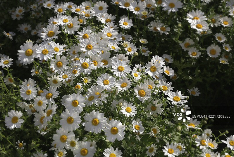 白色雏菊花的特写，纽约，美国图片素材