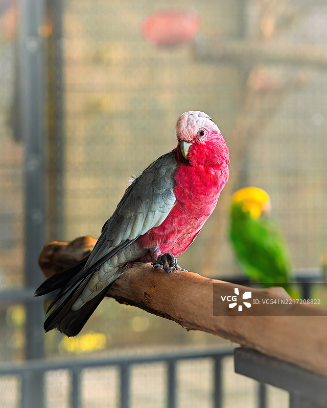 粉色身体和灰色翅膀的鹦鹉特写细节图片素材
