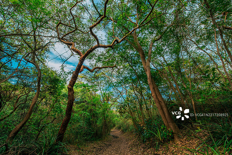 美丽多彩森林中的土路，尼加拉瓜马那瓜的绿色森林中有一条土路。图片素材