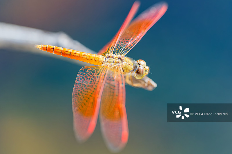 小蜻蜓的美丽图片素材