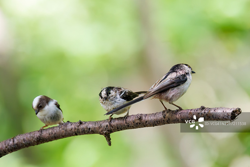 一群可爱的长尾山雀（Aegithalos caudatus，属于山雀科）在拍打翅膀飞出，正在水盆中洗澡。图片素材