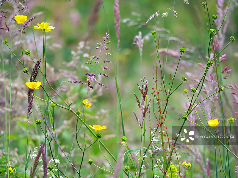 春日田野里的毛茛和野草。阳光。自然色彩。法国上萨瓦省埃维昂莱班。4:3画幅。图片素材
