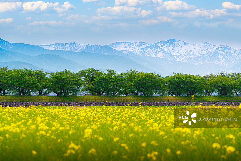 立山山脉与樱花和油菜花图片素材