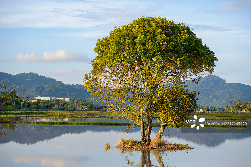 水中的孤独树图片素材