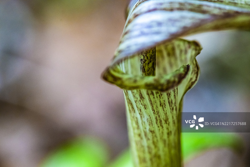 阿里萨马（Arisaema serratum）特写图片素材