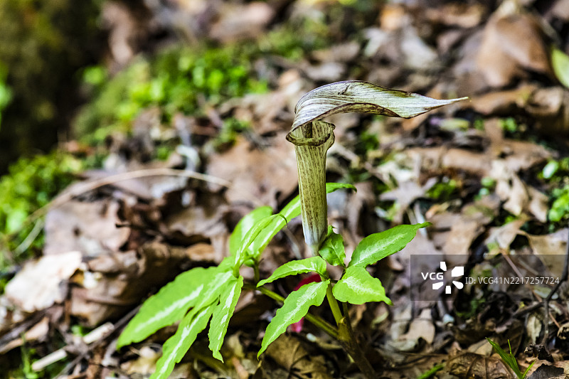 乡村路边的箭叶天南星图片素材