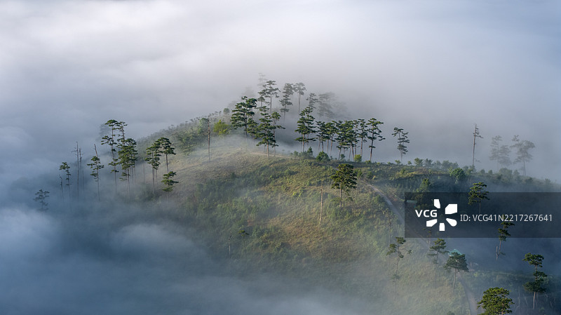 雾霭中的松树山丘图片素材