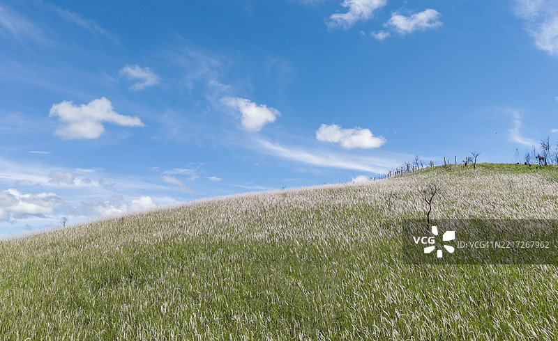 越南中部高原上美丽的白色草坡图片素材