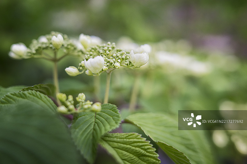 宾夕法尼亚春季郁郁葱葱的开花树枝图片素材