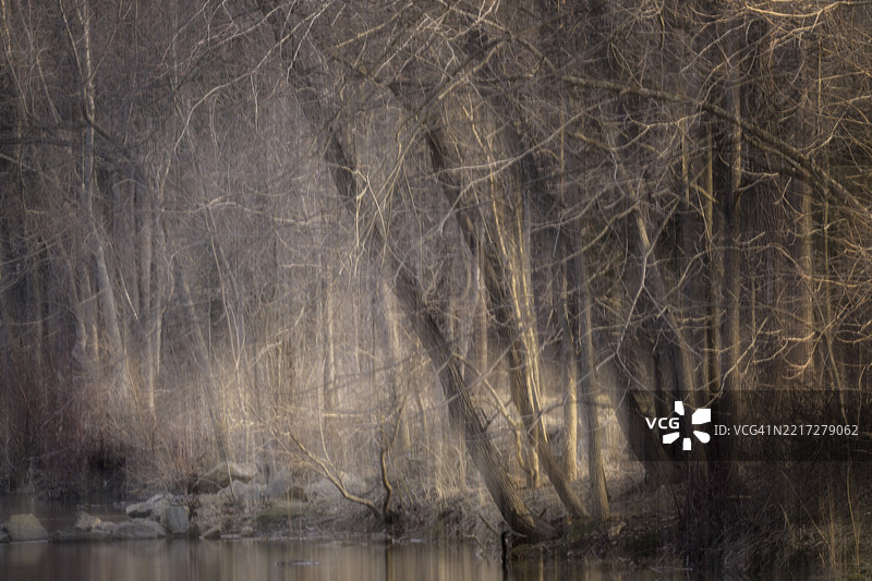 宾夕法尼亚州金色光芒中的树木艺术图片素材