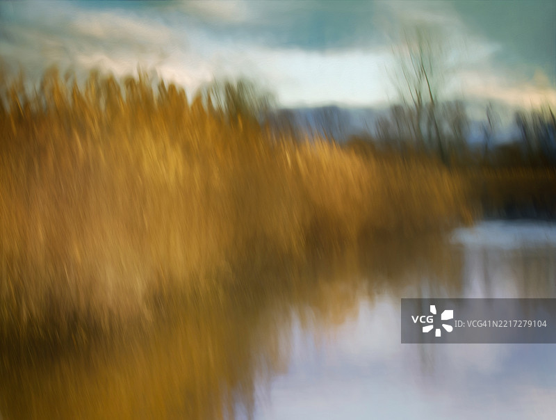 清晨的金色芦苇与池塘图片素材