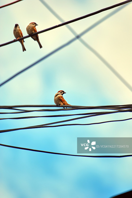 一群欧亚树雀，在菲律宾被称为“玛雅”鸟。图片素材