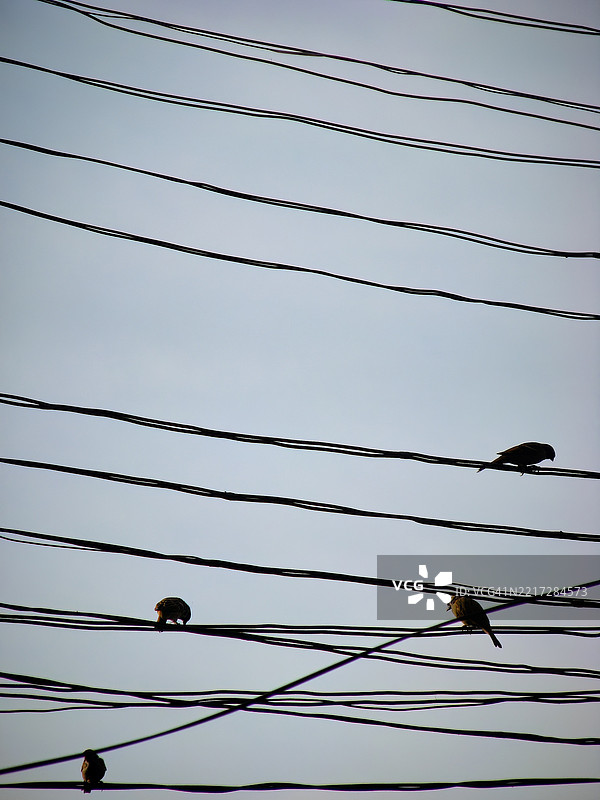一群欧亚树雀，在菲律宾被称为“玛雅”鸟。图片素材