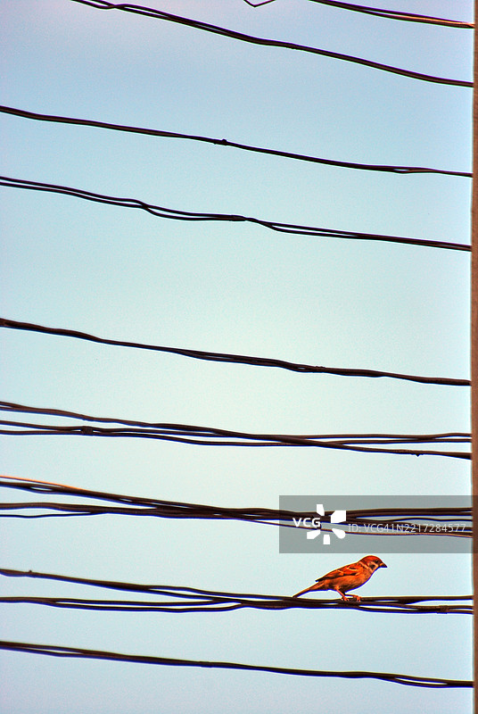 欧亚树雀，在菲律宾被称为“玛雅”鸟。图片素材