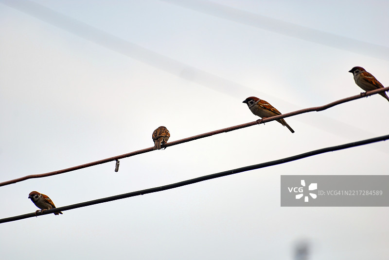 一群欧亚树雀，在菲律宾被称为“玛雅”鸟。图片素材