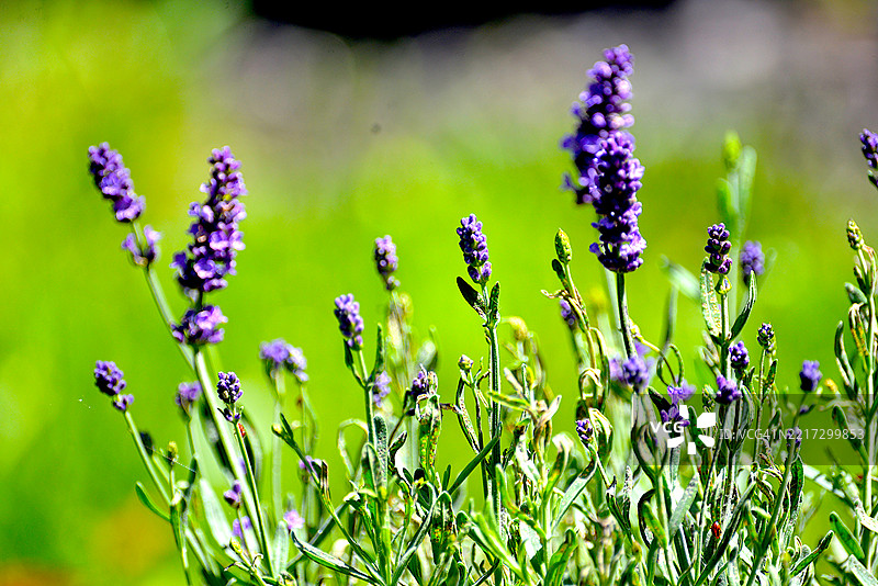 薰衣草植物图片素材