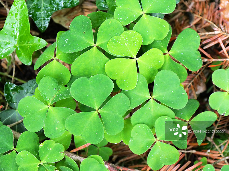 三叶草特写。法国，上萨瓦省，埃维昂莱班。阳光。自然色彩。4:3格式。图片素材