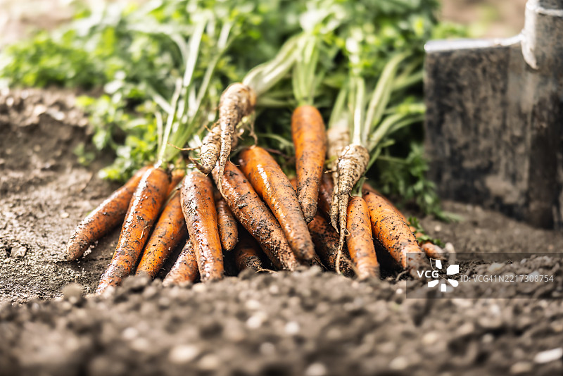 一束新鲜有机胡萝卜躺在土壤上，背景是蔬菜花坛，特写镜头图片素材