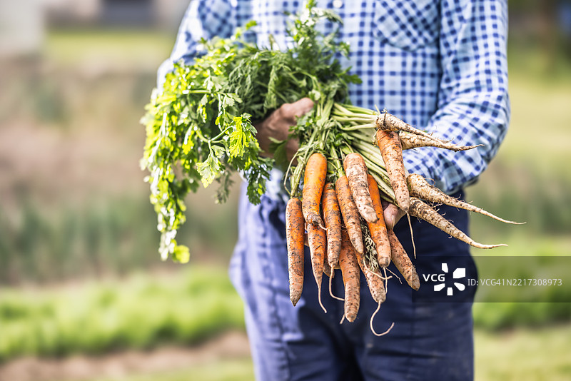 老农民的手里拿着一把他在花园里种植的新鲜胡萝卜和香 parsley。图片素材